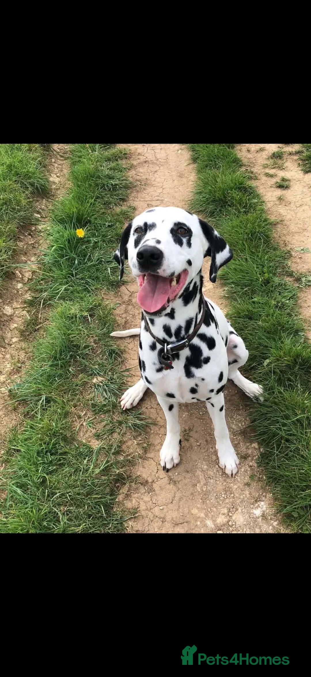 Dalmatian dogs for sale: Stunning Litter of Dalmations - Advert 22