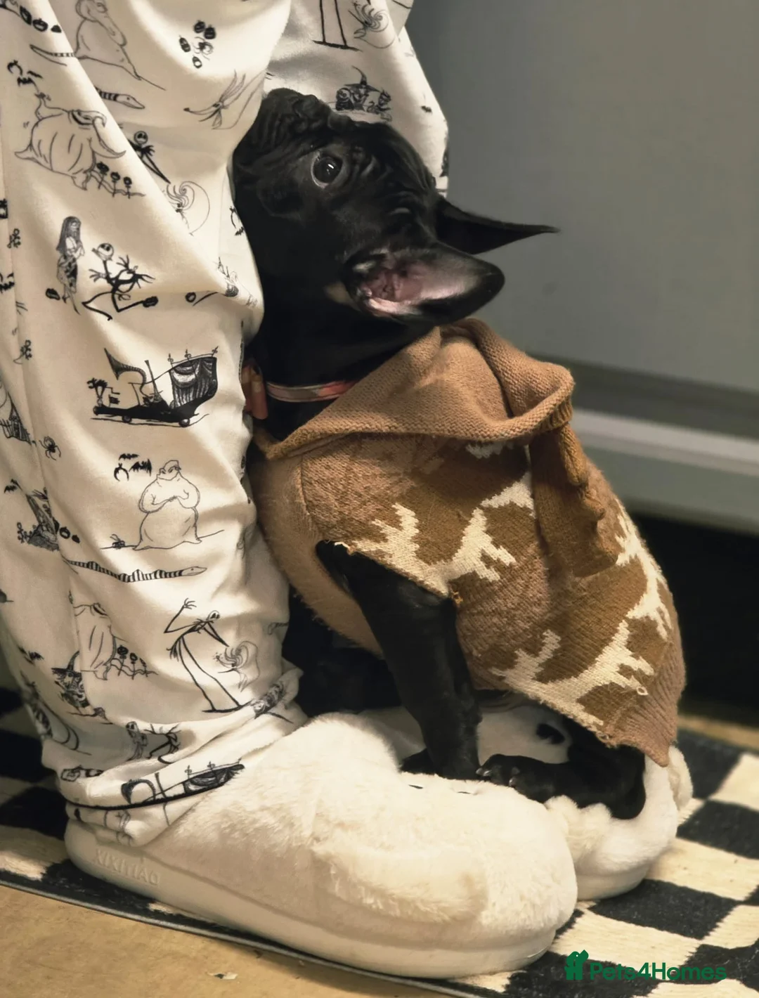 French Bulldog dogs for sale: Theo the french bulldog - Advert 1