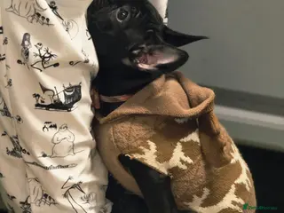 French Bulldog dogs Theo the french bulldog - Advert 2