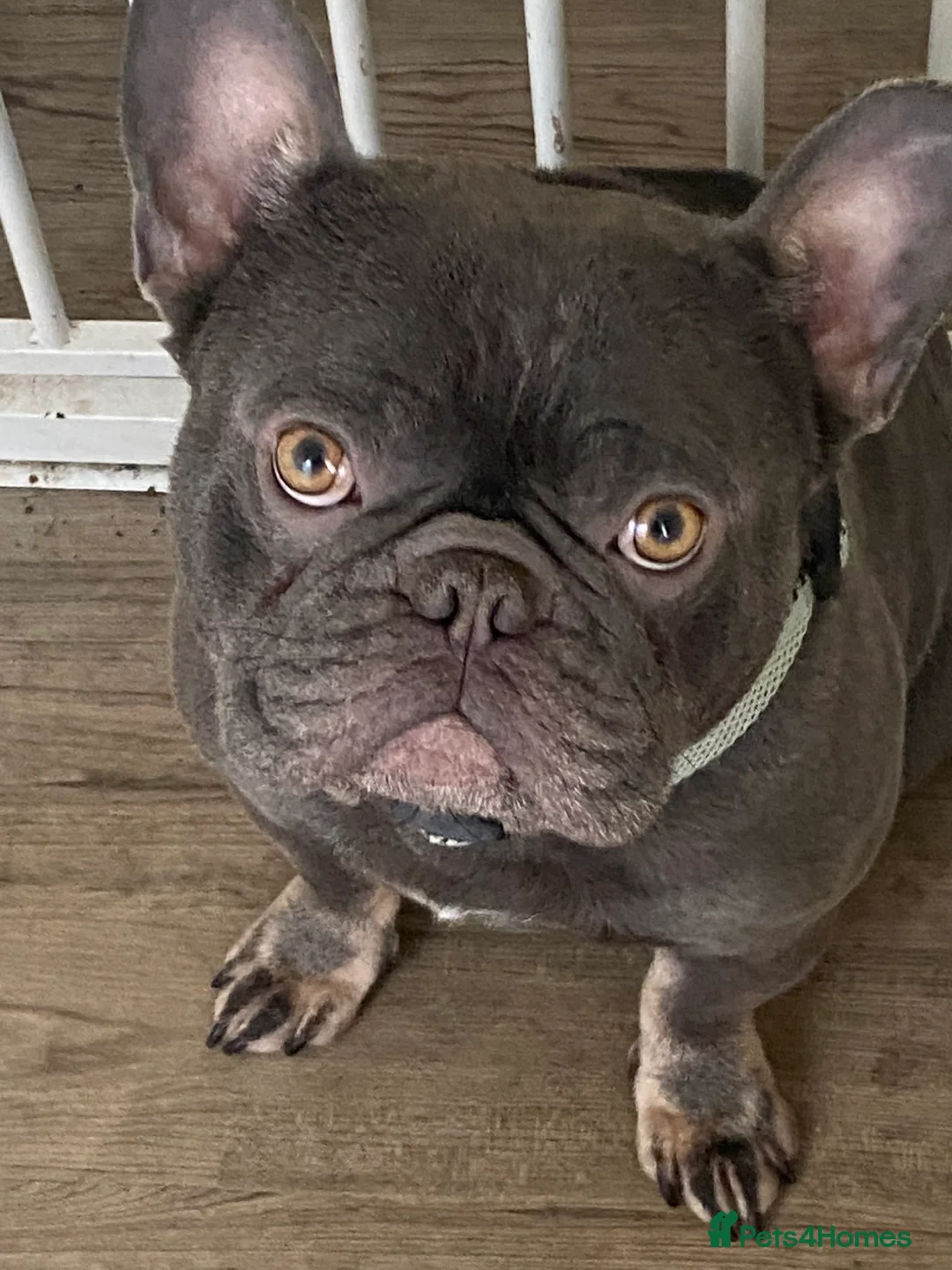 French Bulldog dogs for sale: French bulldog  - Advert 2