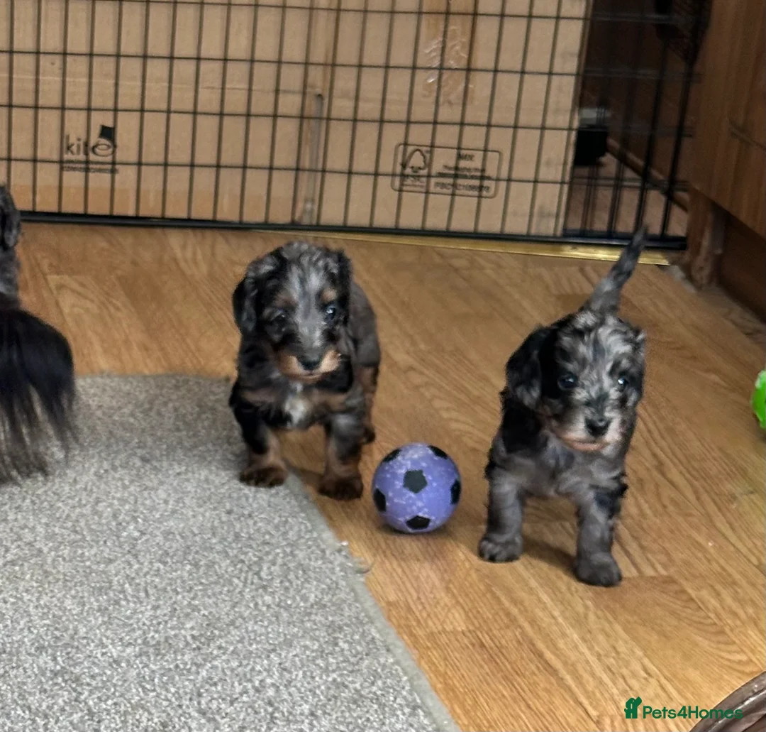 Doxiepoo dogs for sale: Stunning dachshund/poodle pups - Advert 2