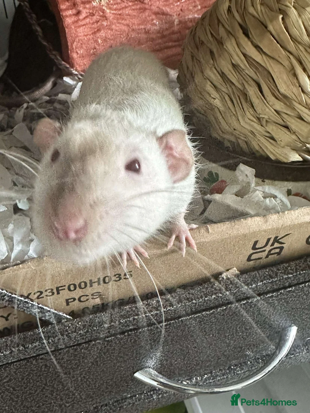 Rat rodents for sale: Male rats for rehoming - Advert 18