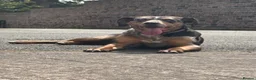 Catahoula Leopard Dog dogs for sale: Looking for a foster for my baby in Ashford - Advert 4