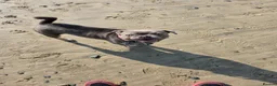 Frug dogs for sale: Blue Bella - Advert 5