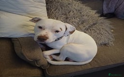 Mixed Breed dogs for sale: 1 year old puppy - Image 1