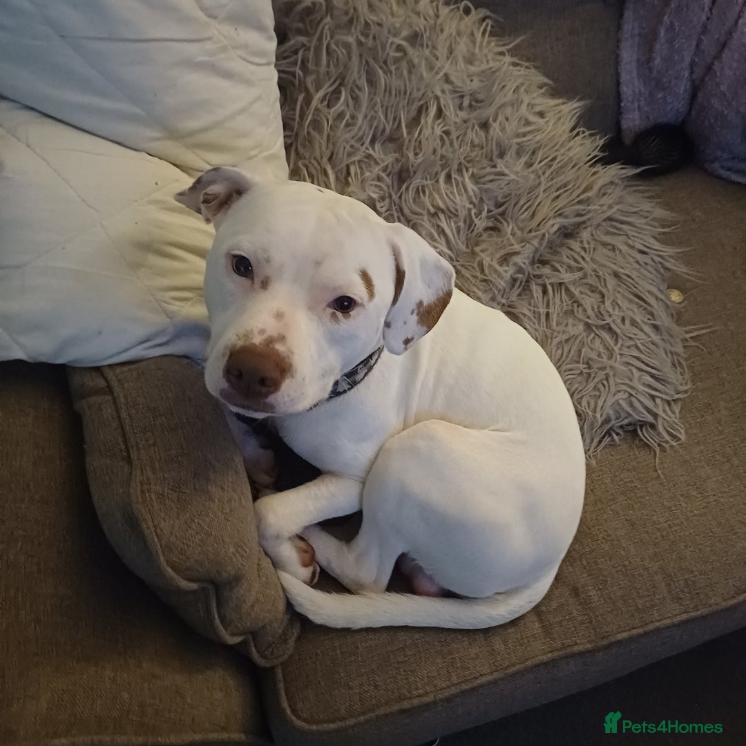 Mixed Breed dogs for sale: 1 year old puppy - Image 1