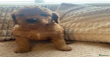 Cockapoo dogs - Advert 4