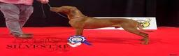 Hungarian Vizsla dogs for sale: Exceptional quality, home raised - Advert 2