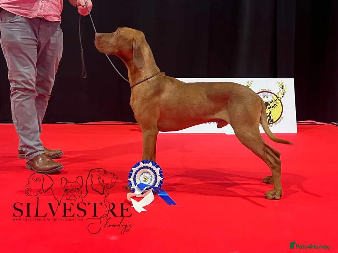 Hungarian Vizsla dogs for sale: Exceptional quality, home raised - Advert 2