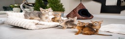 Abyssinian cats for sale: 6 Amazing Abyssinians, Extra Lovlely Personality - Advert 1