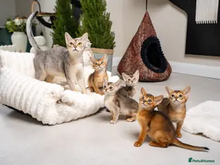 Abyssinian cats 6 Amazing Abyssinians, Extra Lovlely Personality - Advert 6