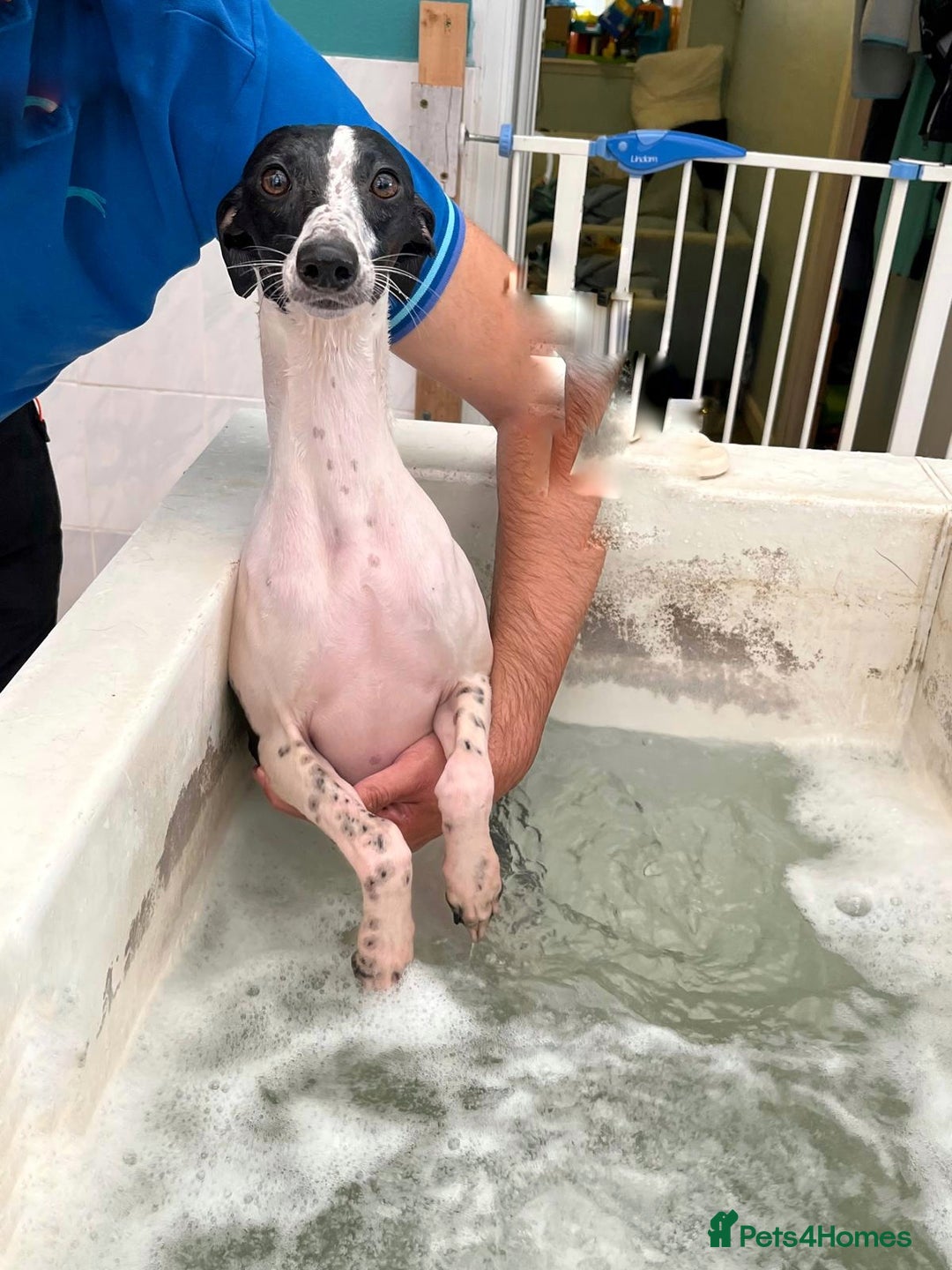 Whippet dogs for sale: Sweet Female Whippet - Advert 6