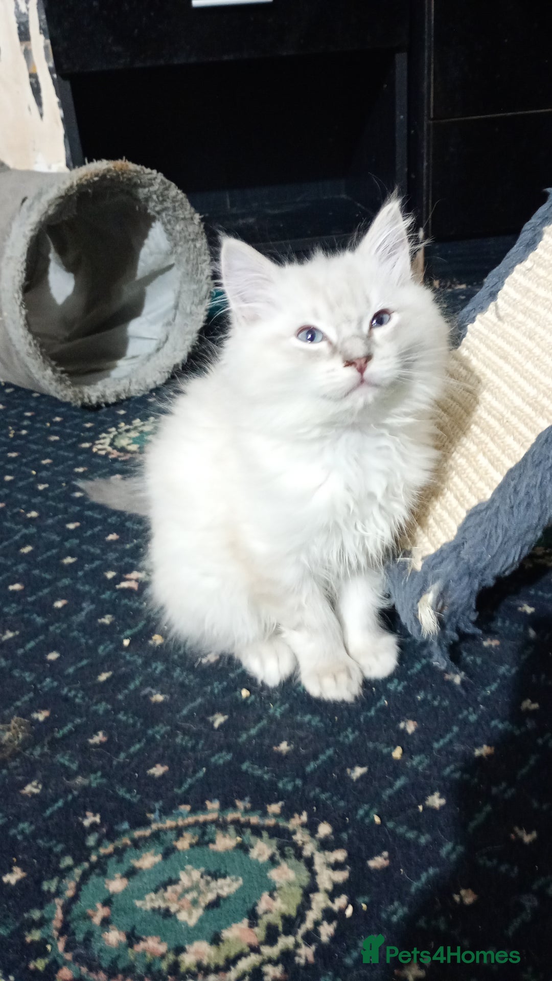 Ragdoll cats for sale: Beautiful full ragdoll kittens £695 - Advert 3