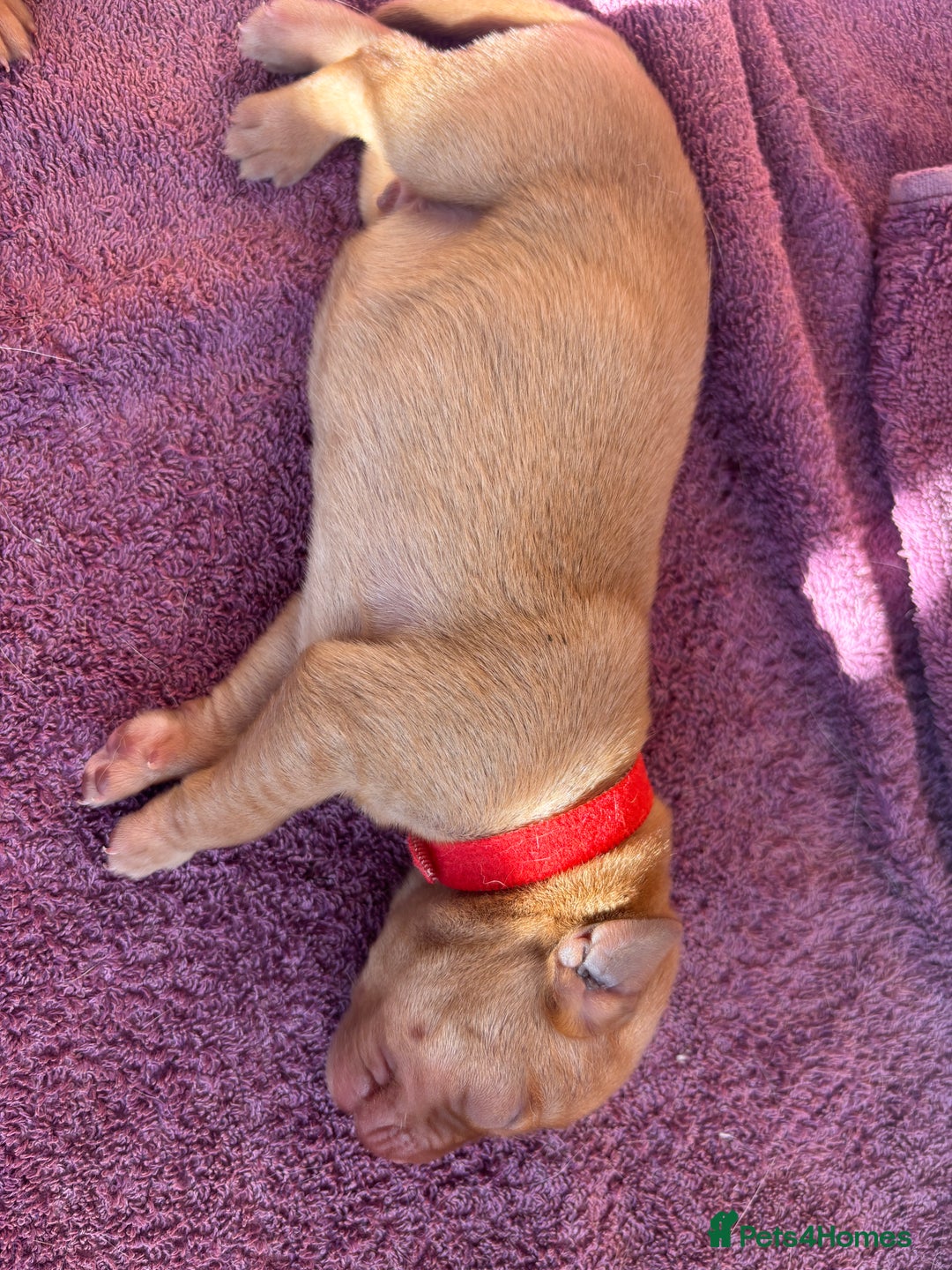 Labrador Retriever dogs for sale: KC Reg ‘Fox Red’ Labrador Retrievers  - Image 29