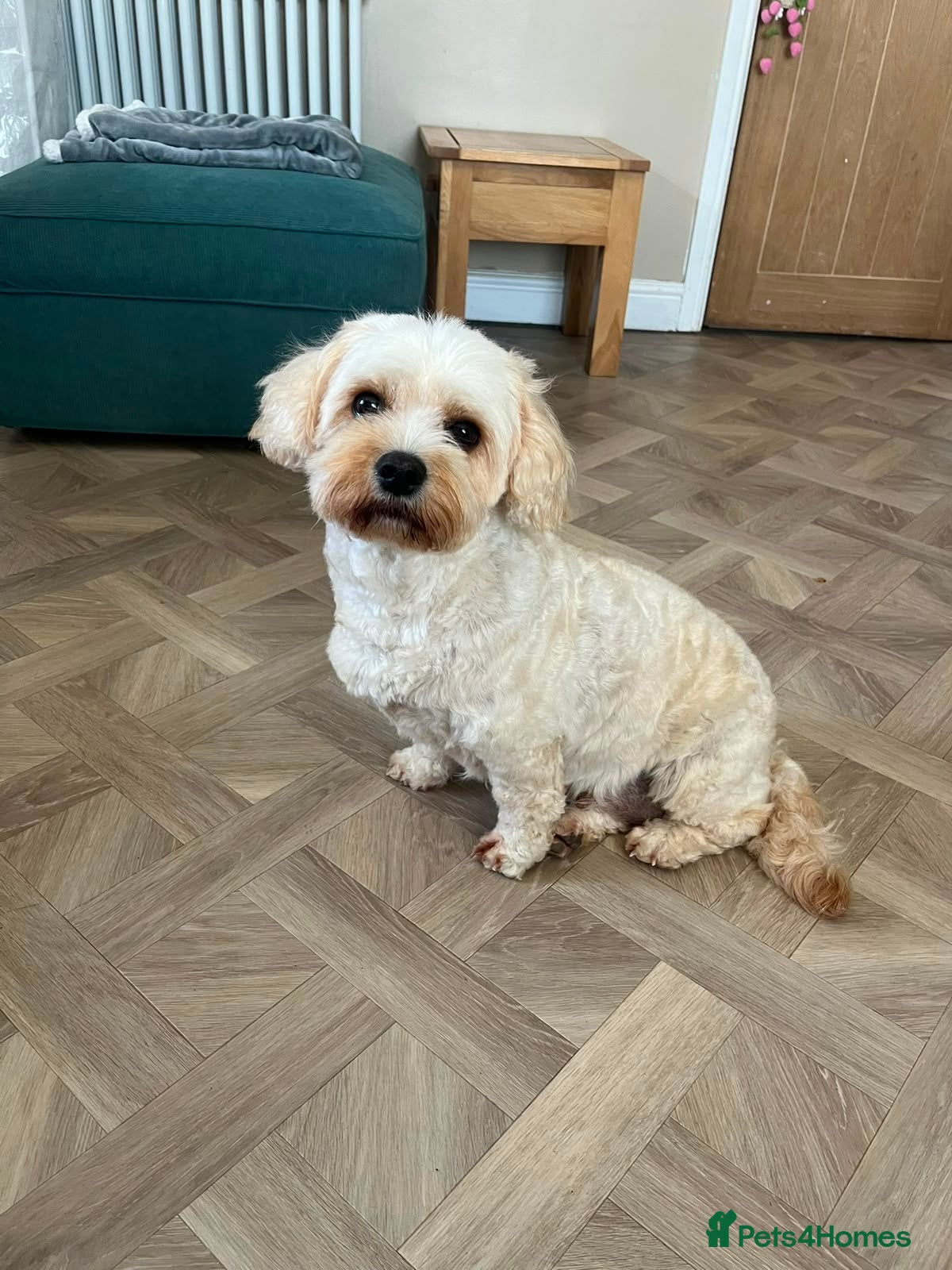 Cavachon dogs Cavachon female fully trained female (spayed) - Advert 1