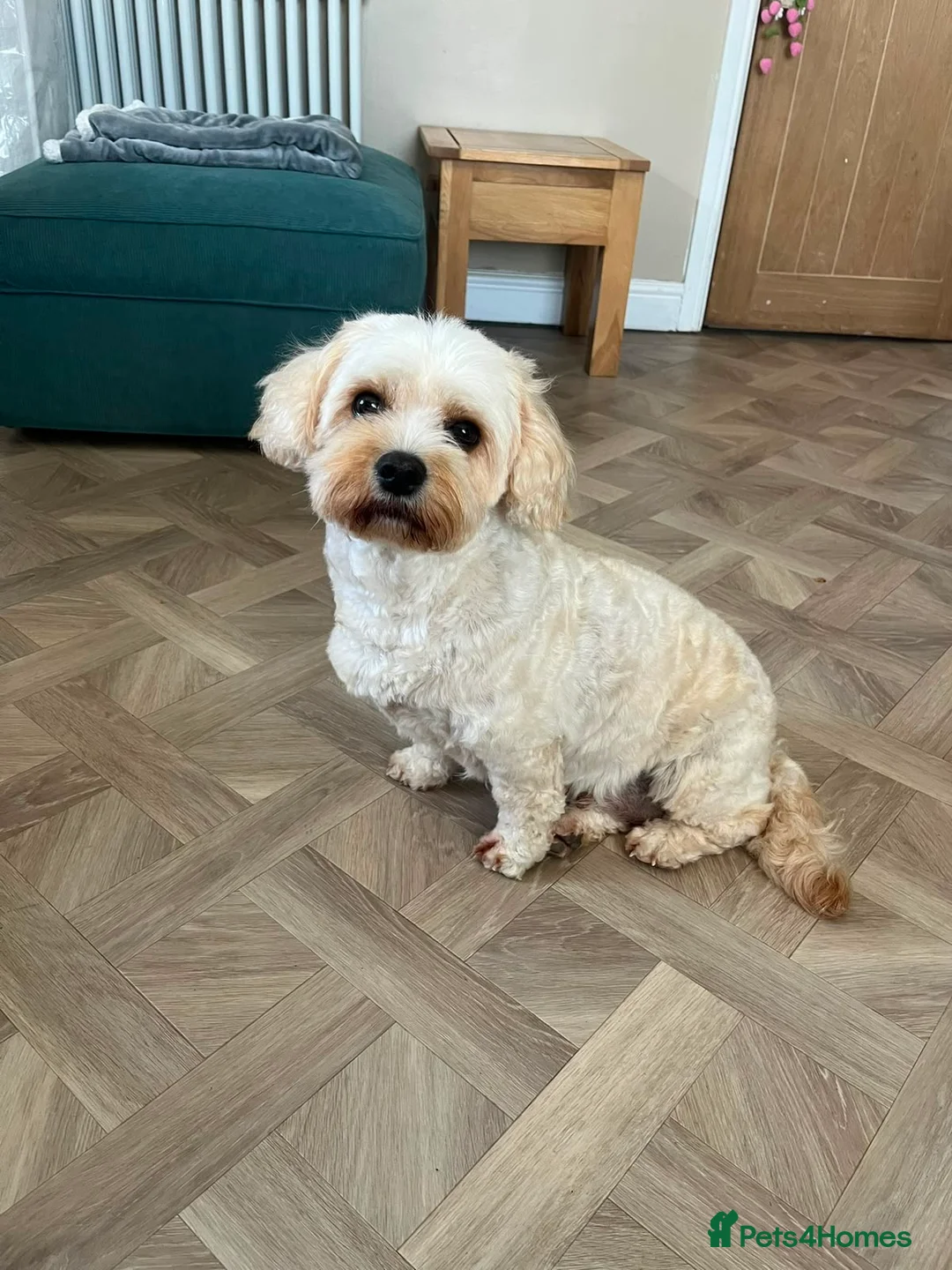 Cavachon dogs for sale: Cavachon female fully trained female (spayed) - Advert 1