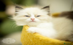 Ragdoll cats for sale: Ragdoll Blue Bicolor Kitten Boy LRBA TICA - Image 5