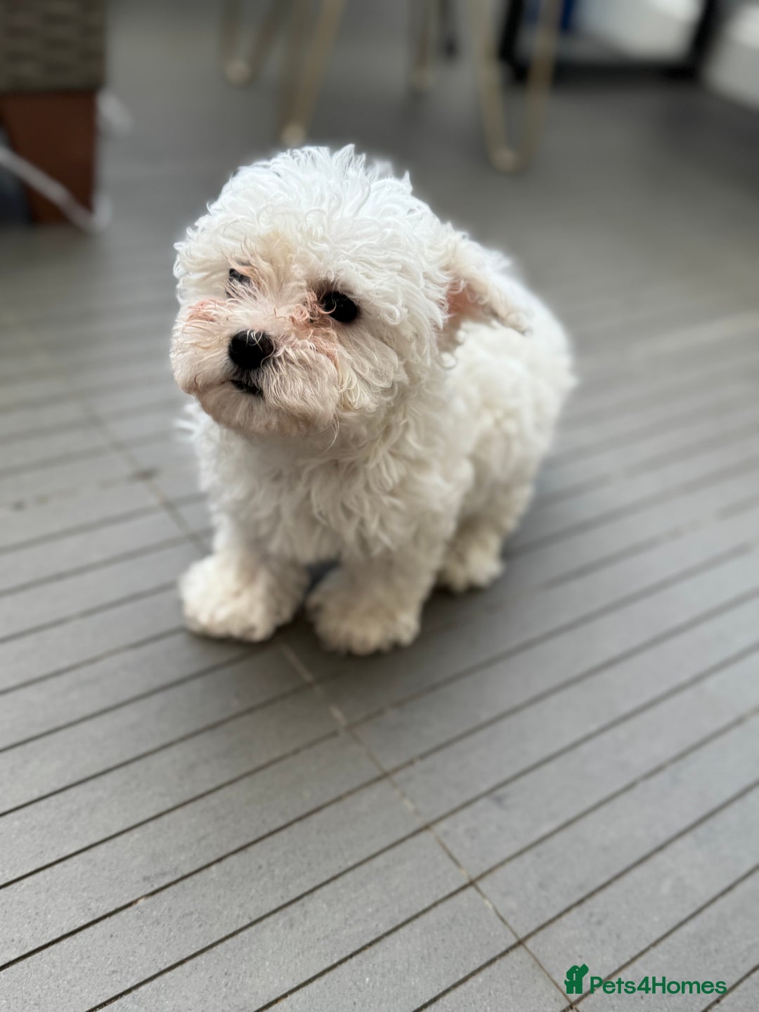 Maltese dogs for sale: Adorable Bichon Maltese Female Puppy - Advert 4
