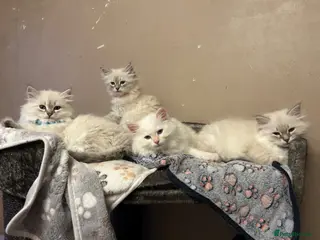 Siberian cats 💖 Home Raised Fluffy Siberian Kittens - Advert 11