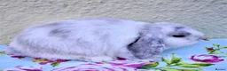 Mini Lop rabbits for sale: Pedigree Mini Lops in Tamworth - Advert 20