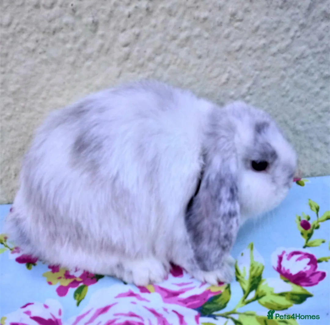 Mini Lop rabbits for sale: Pedigree Mini Lops in Tamworth - Advert 20