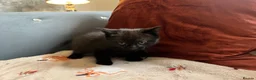 British Shorthair cats for sale: British short hair kitten  - Advert 3