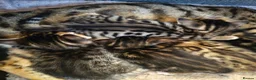Bengal cats for sale: Beautiful Bengal X Kittens - Advert 6