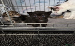 Mixed Breed cats for sale: Two beautiful girls. Ready to leave Saturday  - Image 15