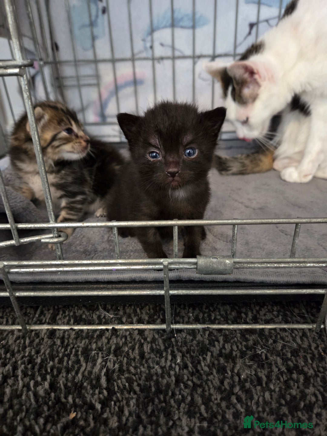 Mixed Breed cats for sale: Two beautiful girls. Ready to leave Saturday  - Image 15