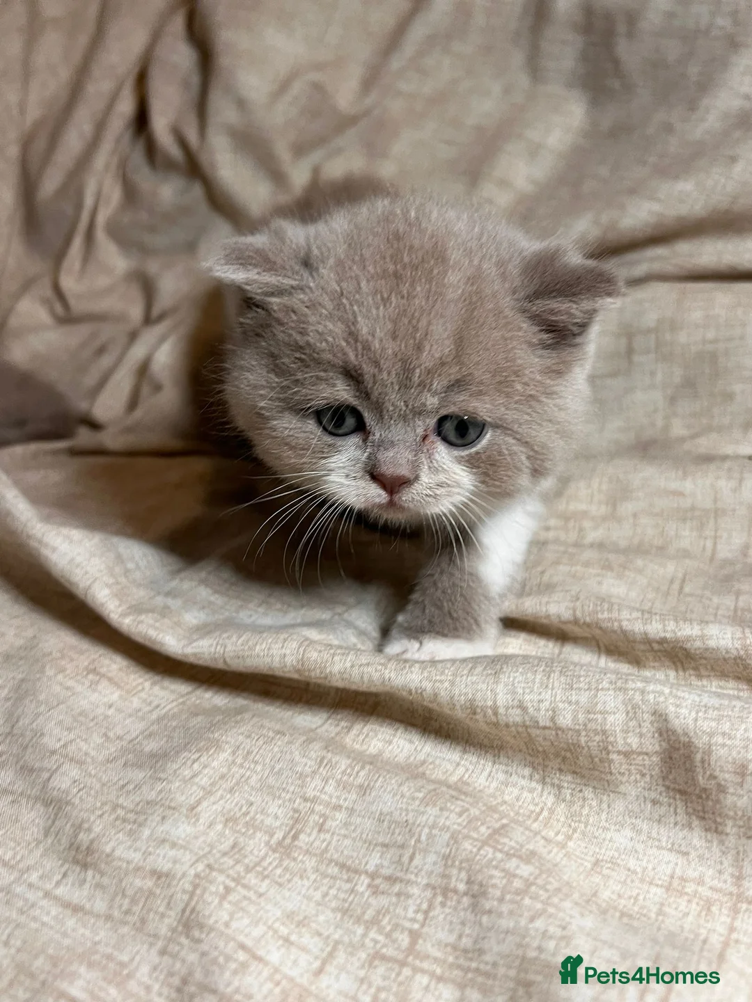 British Shorthair cats for sale: Multicolour GCCF Registered BSH kittens - Advert 40