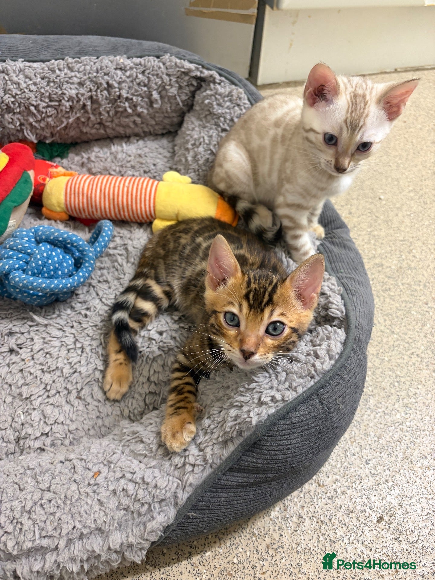 Bengal cats for sale: Outstanding pedigree bengals!  - Advert 8