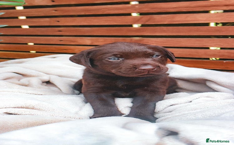 Labrador Retriever dogs - Advert 16