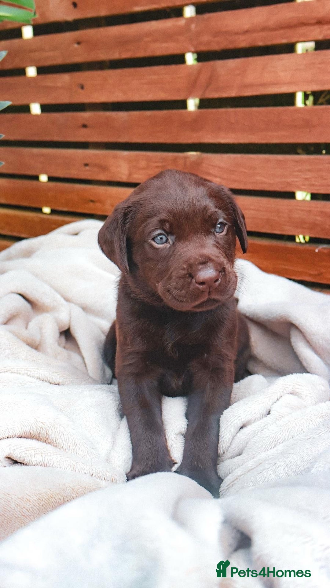 Labrador Retriever dogs for sale: KC Registered Black and Chocolate Labradors - Image 1