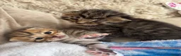 Mixed Breed cats for sale: 5 beautiful kittens for new homes - Advert 2