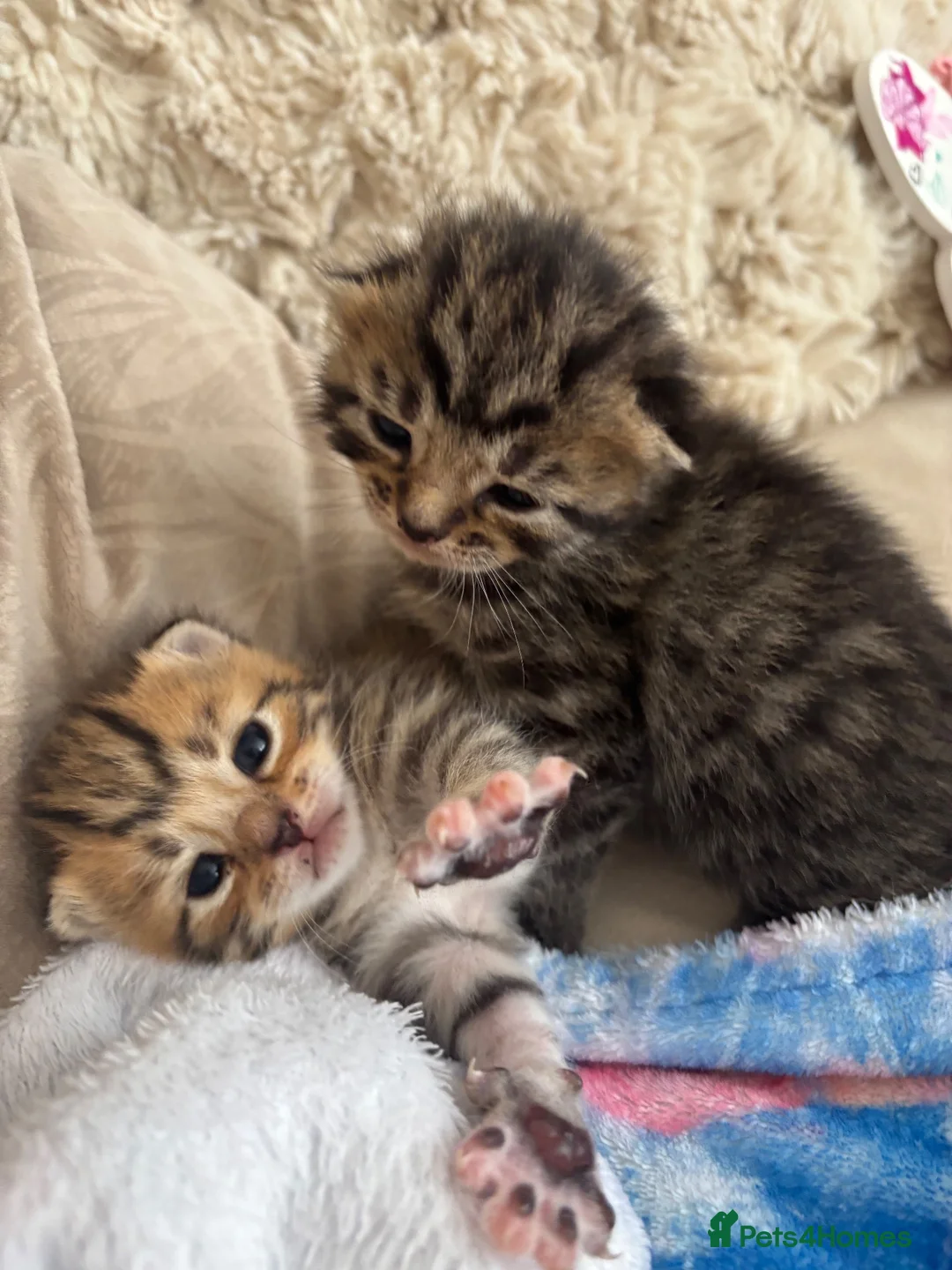 Mixed Breed cats for sale: 5 beautiful kittens for new homes - Advert 2