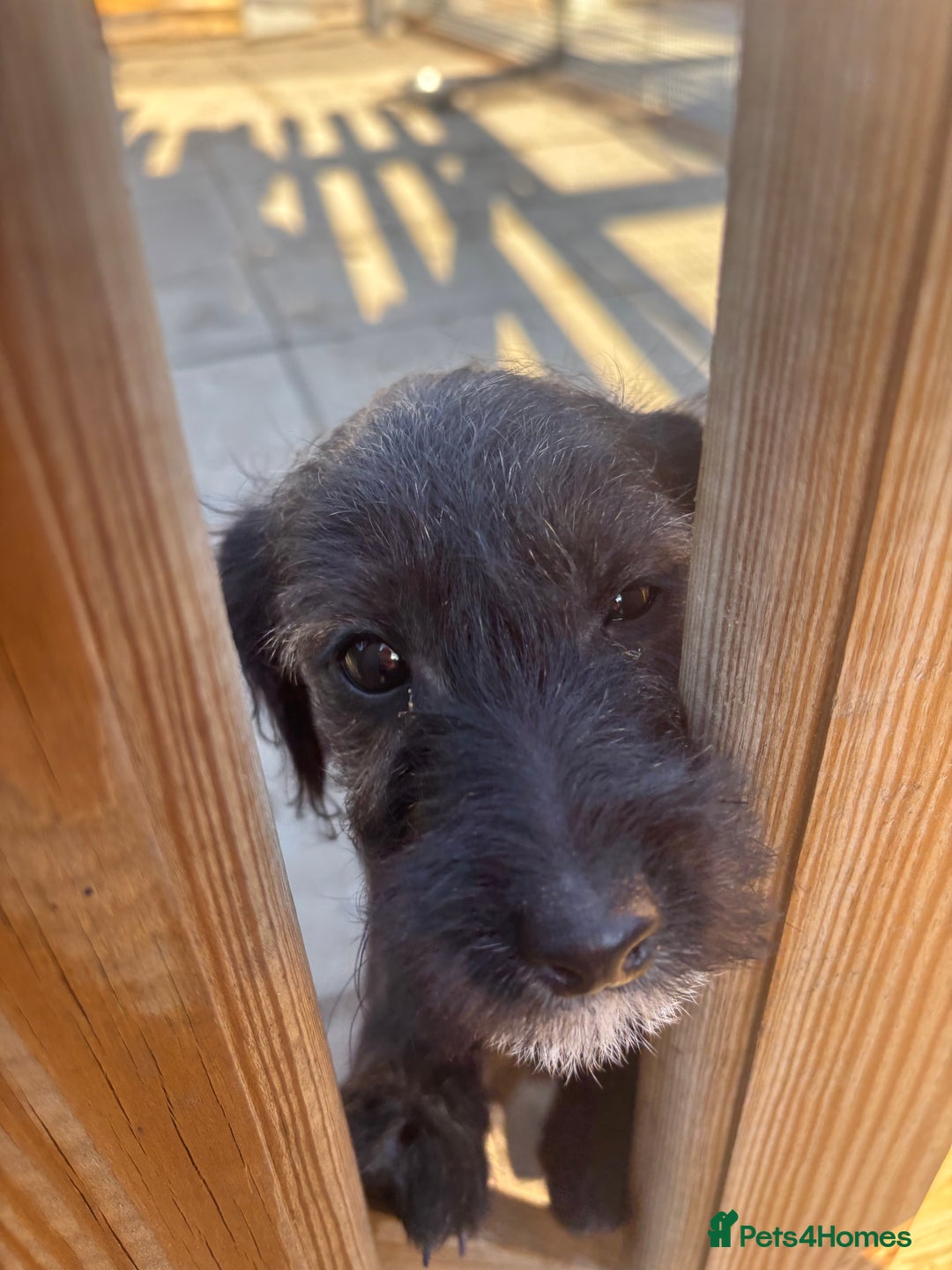 Jackapoo dogs for sale: Jackapoo Puppies for sale 🐶🐾 - Advert 3