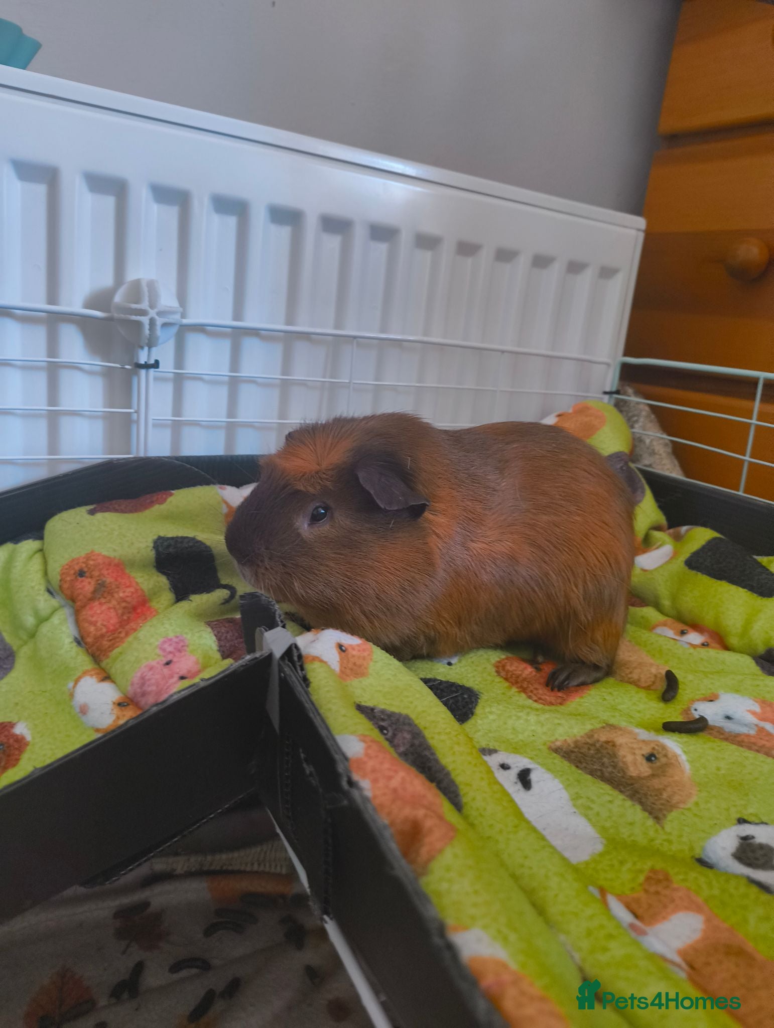 Guinea Pig rodents Male guinea pig looking for the right home - Advert 2