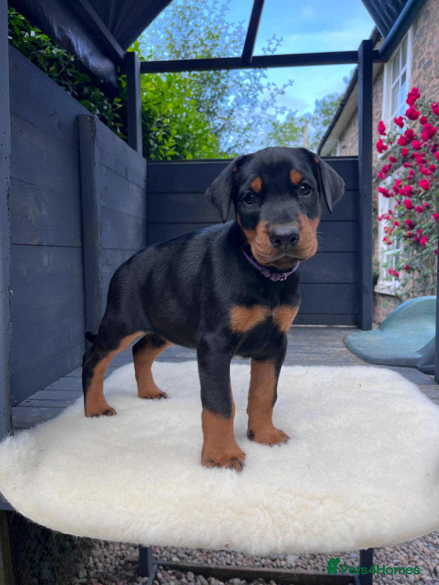 Dobermann dogs Outstanding KC Health tested Doberman puppies  - Advert 6