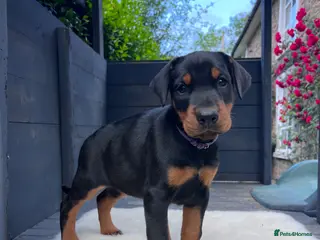 Dobermann dogs Outstanding KC Health tested Doberman puppies - Advert 6