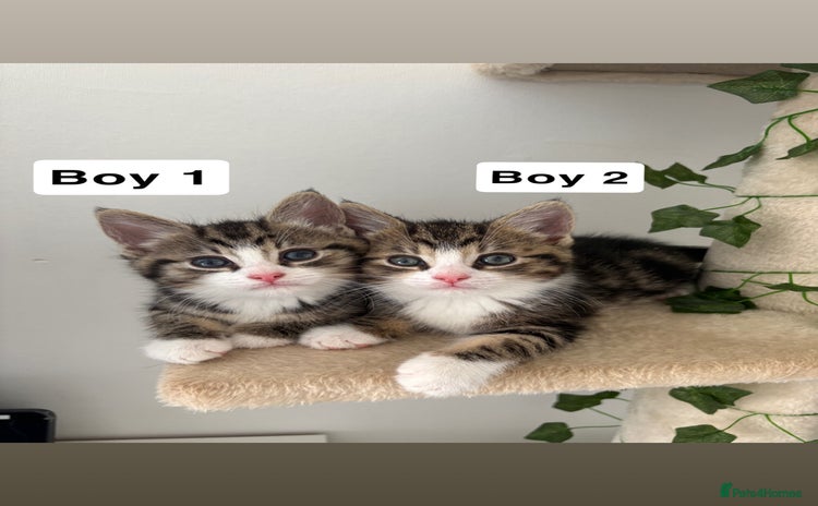 Domestic Shorthair cats - Advert 4