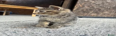 Domestic Shorthair 1