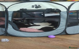 Maine Coon cats for sale: Last 2 beautiful Maine coon x males  - Image 4