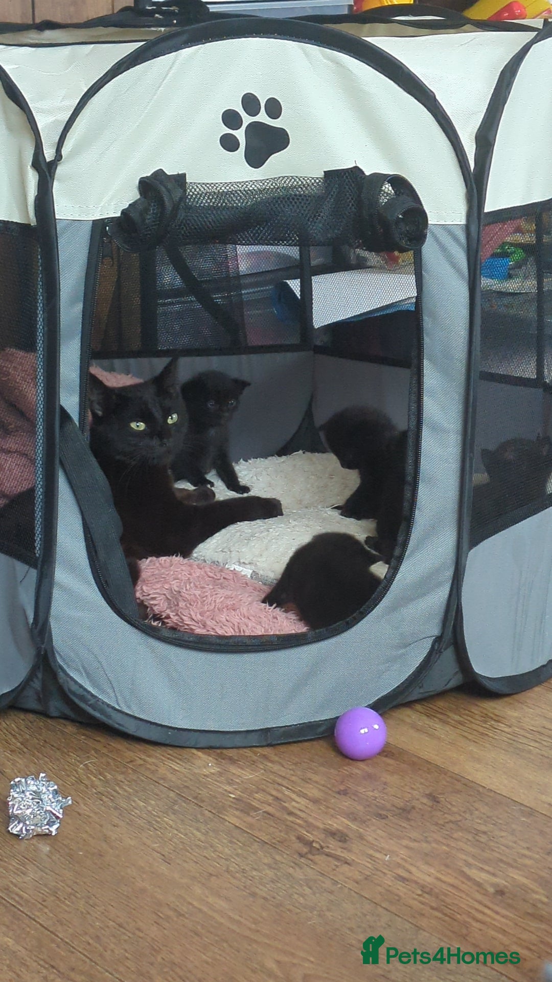 Maine Coon cats for sale: Last 2 beautiful Maine coon x males  - Image 4