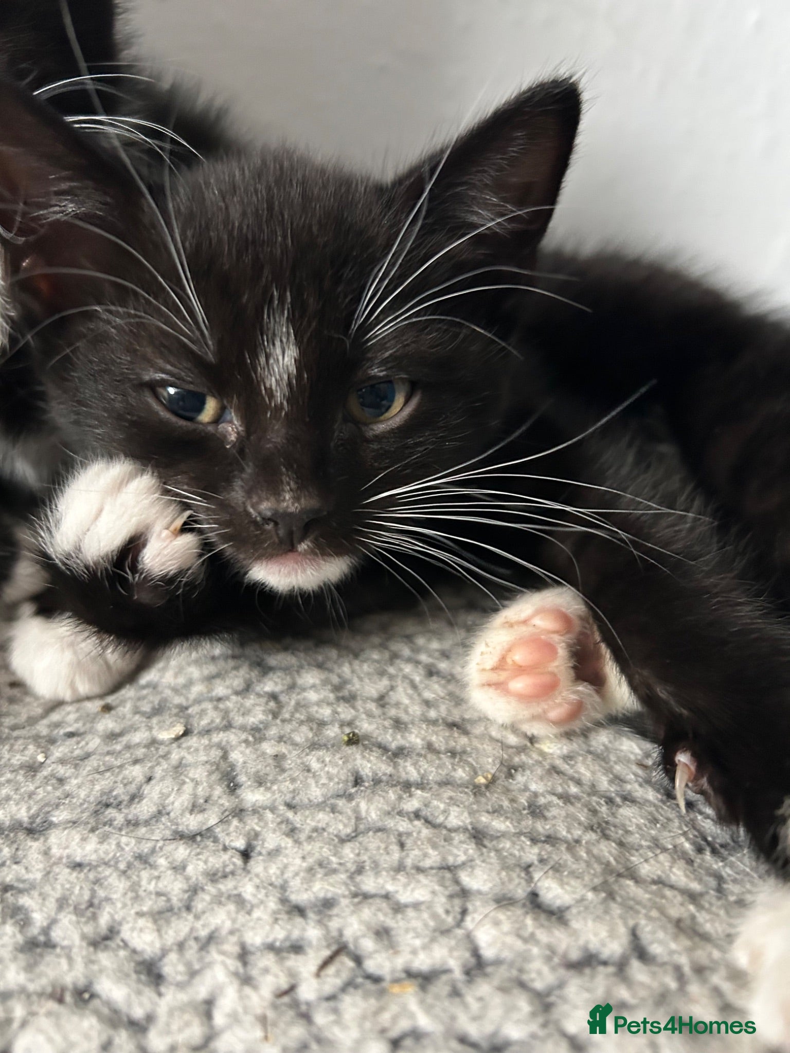 Mixed Breed cats BOY KITTEN READY NOW - Advert 18
