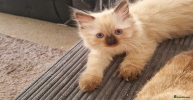 Ragdoll cats - Advert 6