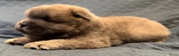 Chow Chow dogs for sale: Wyvernwest have 2 stunning boys available   - Advert 22