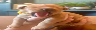 Woody