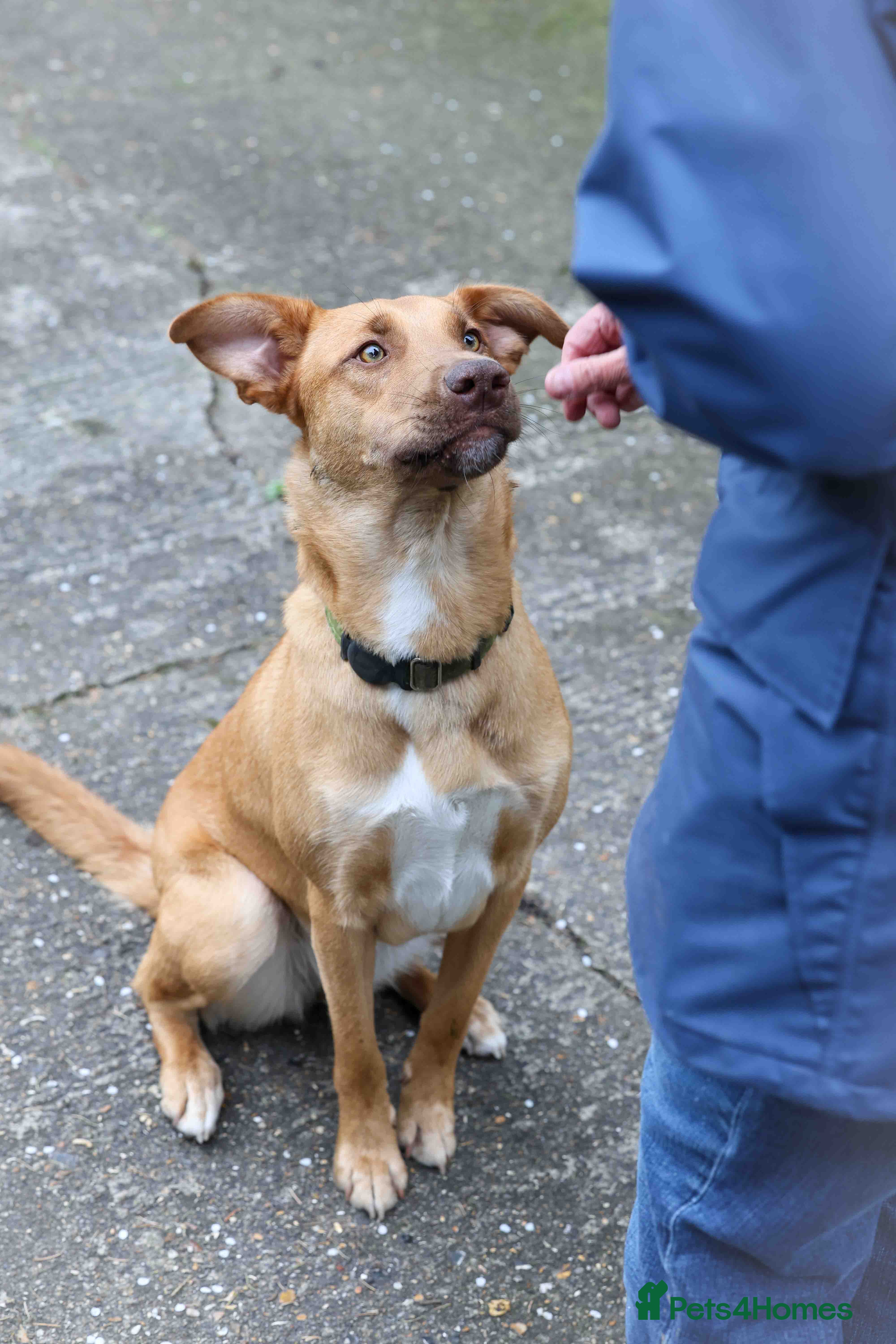 Mixed Breed dogs Beautiful Brandy - Advert 3