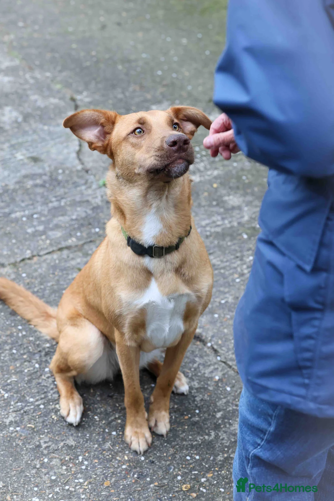 Mixed Breed dogs for adoption: Beautiful Brandy - Advert 1