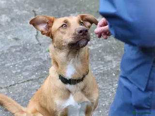 Mixed Breed dogs Beautiful Brandy - Advert 3